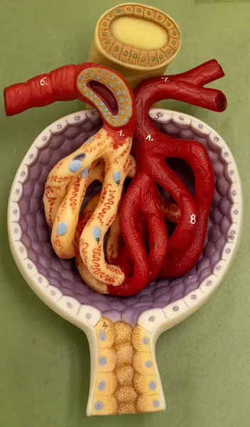 Glomerulus 'un ayrıntılı anatomik modeli, afferent ve efferent arteriolleri, kılcal döngüleri ve Bowman' ın kapsülünü gösteriyor. Böbrek hücresi mikro anatomisi için ideal.