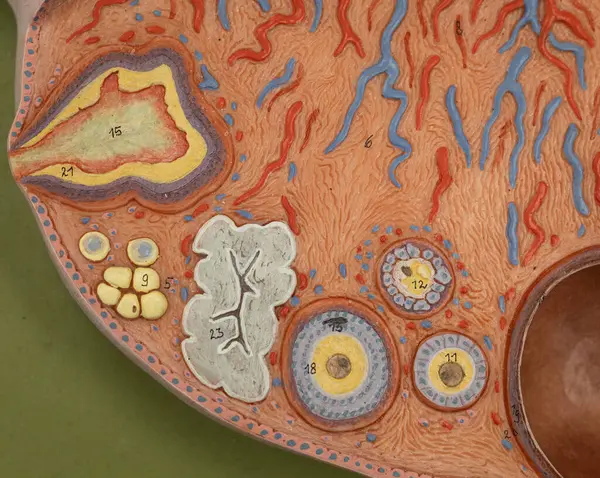 Yumurtalık modelinin yakın çekimi erken ve geç evre folikülleri, korpus luteum ve damar dokusunu vurguluyor. Eğitim ortamlarında folikülogenezi ve yumurtlamayı göstermek için ideal.