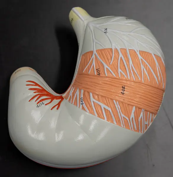 Üst bacak ve gluteus maximus, vastus lateralis ve biceps femoris posterior uyluk, gluteus maximus, biceps femoris, vastus lateralis...