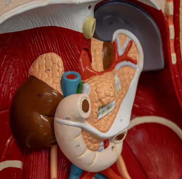 Bu anatomik model sağ böbrek ve böbrek üstü bezinin konumuna odaklanıyor. Böbrek, böbrek üstü bezi, ana kan damarları ve etrafındaki doku görülebilir. Üroloji ve endokrin eğitimi için ideal.