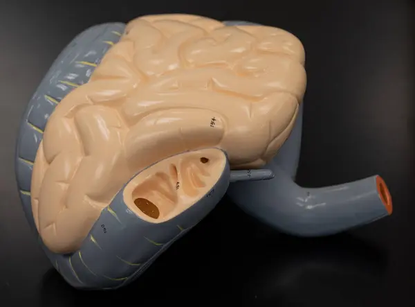 Çekum, apandis ve ileocecal kapakçığı vurgulayan bağırsak modelinin sağ yanal görüntüsü. Bağırsak geçişlerini ve apandisit anatomisini açıklamanın anahtarı.