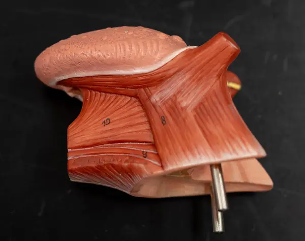 Üst bacak ve gluteus maximus, vastus lateralis ve biceps femoris posterior uyluk, gluteus maximus, biceps femoris, vastus lateralis...