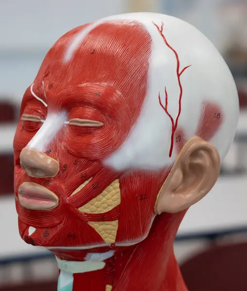 Yüz kaslarının, orbicularis oculi, zygomaticus, masseter, ve yüzeysel kafa derisi damarları ve arterleri gösteriyor.