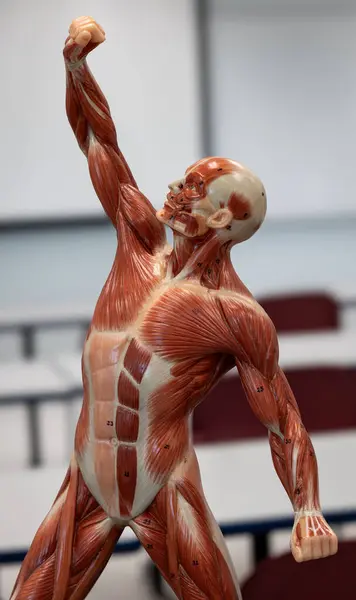 Yukarı doğru açılı görüntüde, model üst göğüs, deltoid, biceps ve yüz kaslarının dinamik bir hareketle detaylı kas yapısını vurgular.