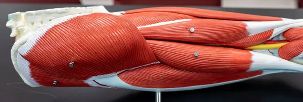 Anatomik model gluteus maximus, gluteus medius, biceps femoris, semitendinosus ve yarı membrosus 'u gösteriyor.