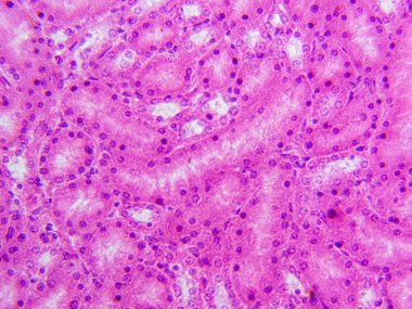 Fare böbreği dokusunun mikroskop görüntüsü (100x) basit küboidal epitel hücrelerin renal tüpleri H & E ile boyadığını gösteriyor..