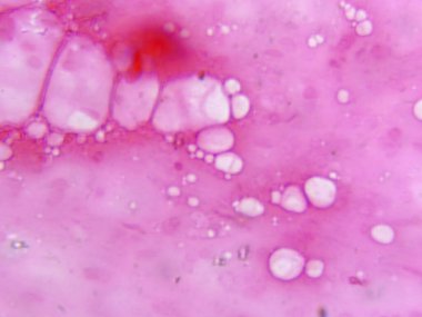 Domuz adipoz hücrelerinin yakın çekim histoloji görüntüsü (400x) büyük lipit damlacıkları ve beyaz adipoz dokusunun tipik sitoplazmik anahatlarını vurguluyor.