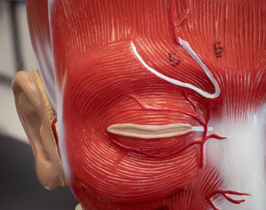 İnsan yüzünün anatomik modeli, orbicularis oculi ve corrugator supercilii gibi yüz kaslarını ön plana çıkarıyor..