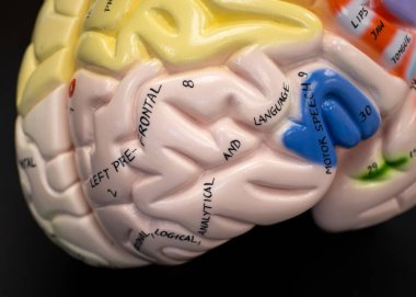 İnsan beyninin anatomik modeli sol frontal lobu ve eğitimsel kullanım için etiketlenmiş fonksiyonel bölgeleri gösteriyor..