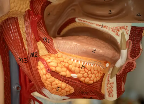 Dil altı ve alt çene altı tükürük bezlerini gösteren anatomik model ağız bölgesinde sindirim ve oral anatomi eğitimi için kullanılır..