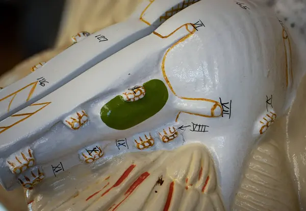 Trigeminal, yüz, glossofaringeal ve anatomik talimatlar için aksesuar sinirler de dahil olmak üzere V 'den XI' ye kadar olan insan beyninin etiketli modeli..