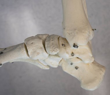 Ortopedik eğitim için kaval kemiği, incik kemiği, talus ve bağ dokusunun orta görünümü..