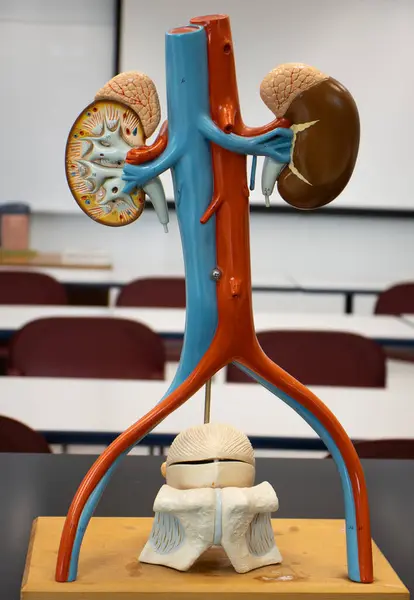 Böbrek üstü bezleri, idrar kesesi ve üroloji ve neanoloji eğitimi için önemli kan damarları olan iki insan böbreği içeren anatomik model..