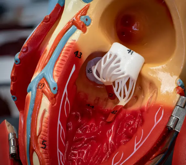 Kalp anatomik modeli, ayrıntılı kardiyovasküler öğretim için kapakçık (mitral) kapakçığı ve aort kapakçığı broşürlerinin iç detaylarını gösterir.