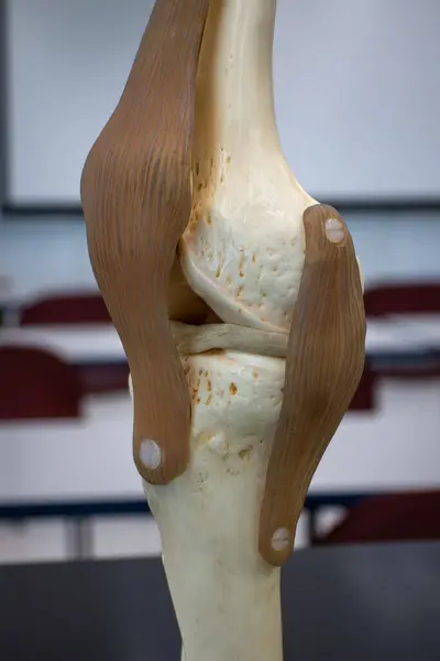 Tıbbi anatomi ve ortopedik gösteriler için diz eklem modelinin orta görünümü, yan bağları ve tendonları göstermektedir..