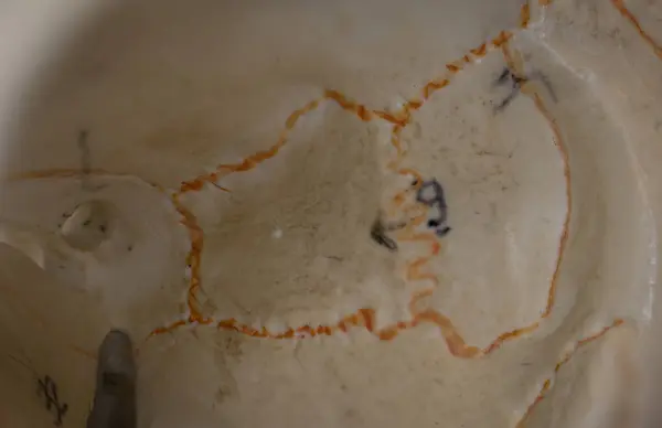 Yörünge bölgesine odaklanan insan kafatası anatomik modelinin yakın çekiminde, anatomi ve eğitim için kullanılan etmoid ve lacrimal kemikler gösteriliyor.