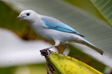Kosta Rika 'da olgun bir muz üzerine tünemiş mavi-gri Tanager (Thraupis piskoposu), yumuşak mavi tüylerini ve tropikal çevresini göstermektedir..