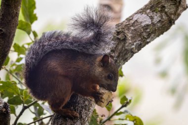 Kosta Rika 'da bir ağaç dalına tutunurken bir parça meyve yiyen Kosta Rika Kızıl Kuyruklu Sincap' ın (Sciurus granatensis) göz hizasında bir fotoğrafı..