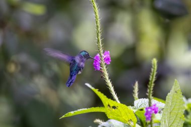 Kosta Rika tropikal bahçesindeki mor bir çiçekten beslenirken havada süzülen Tahta Ağaçkakan sinekkuşu (Thalurania colombica).