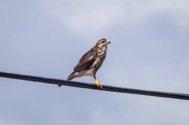 Gri Şahin (Buteo plagiatus) Kosta Rika kırsalında bulutlu bir gökyüzü arka planına sahip bir servis telinin üzerine tünemiştir..
