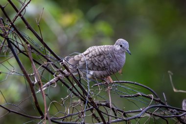 İnka Güvercini (Columbina İnca) arka planda bulanık yeşillik bulunan bir tel üzerinde dengede duruyor, Kosta Rika 'da fotoğraflandı.