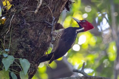 Kosta Rika 'da bir yosunlu ağaç gövdesine yapışan Solgun gagalı Ağaçkakan (Campephilus guatemalensis) manzarası.
