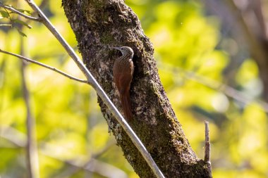 Streak Headed Woodcreeper (Lepidocolaptes souleyetii) tropikal orman habitatında yosunlu bir ağaç gövdesine dikey olarak tutunarak kahverengi tüyleri ve belirgin çizgili kafası gösterir..