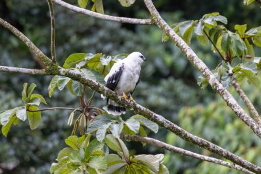 Beyaz Şahin (Pseudastur albicollis) tropikal orman ortamında bir ağaç dalına tünemiş ve beyaz tüylerini koyu kanat işaretleriyle renklendirmiştir..