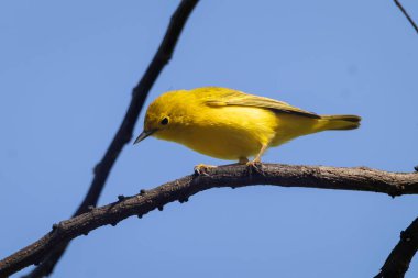 Açık mavi gökyüzünün altında ince bir dala tünemiş parlak sarı bir Warbler (Setophaga peteşi), canlı sarı tüylerini sergiliyor..