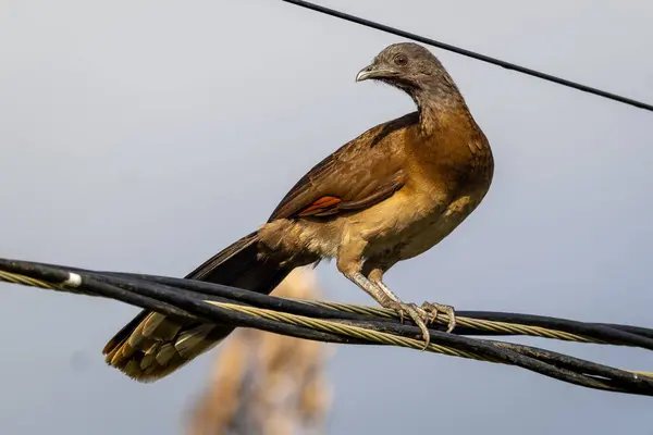 İbikli Guan (Penelope purpurascens) kablo üzerinde kahverengi tüyleri ve Kosta Rika 'daki belirgin arması ile dengelenmektedir..
