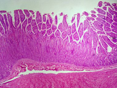 40x 'teki bir köpeğin düşük rahim tüpü dokusunun büyütülmüş görüntüsü sütun epitelyumunu ve lümen yapısını gösteriyor..