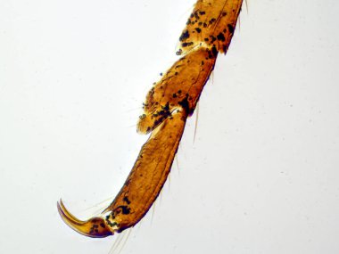 Peygamberdevesi bacağının tümünün 100 kat büyütülmüş hali detaylı segmentasyon, pençe yapısı ve avını yakalamak için dikenleri gösteriyor..