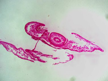 40x 'te planaryanın düşük büyütme kesiti iç organları ve solucanların anatomi çalışmaları için genel vücut yapısını gösteriyor..