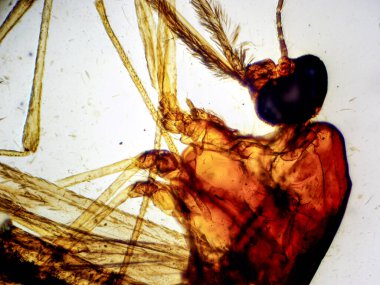 Düşük büyütülmüş dişi sivrisinek dağının tamamı 40 x 'te, kafa, hortum, bacak ve kanat yapılarını detaylı olarak gösteriyor..