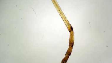 Mikroskop videosu, 40 x büyütülmüş peygamber devesi bacağı, segmentli dış iskelet, eklemler ve omurgaları gösteriyor..