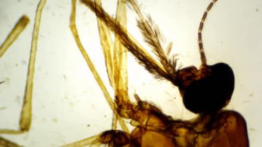 Düşük büyütme (40x) mikroskop videosu, segmentli gövde, kanatlar ve hortumları gösteren dişi sivrisineğin tümünü gösteriyor..