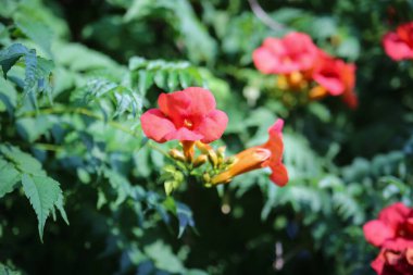 Güzel çiçek açan flamenko çiçekleri yakın plan yüksek kaliteli fotoğraf.