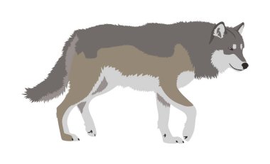 Gerçekçi kurt vektörü çizimi