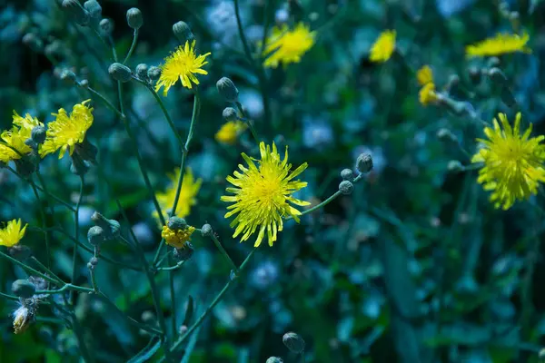 Sonbahar, bir vazo ve bir şamdanla, sarı yapraklı bir dalla bir pencerenin arka planında durgun bir hayattır.