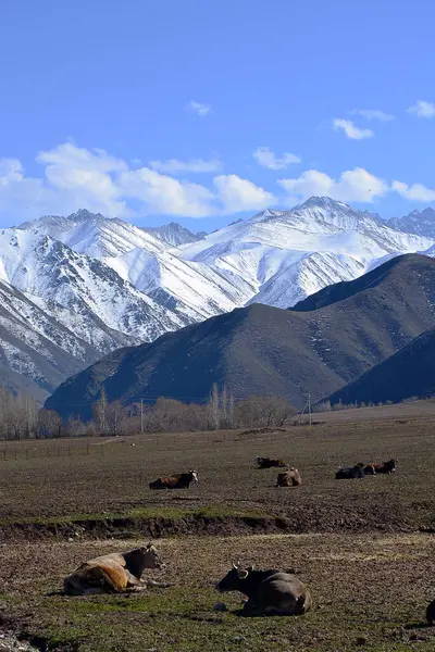 Kafkasların kuzeyindeki dağlarda inekler