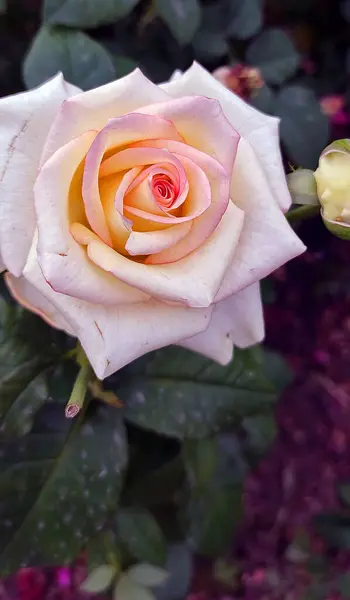 Bahçede güzel pembe bir gül