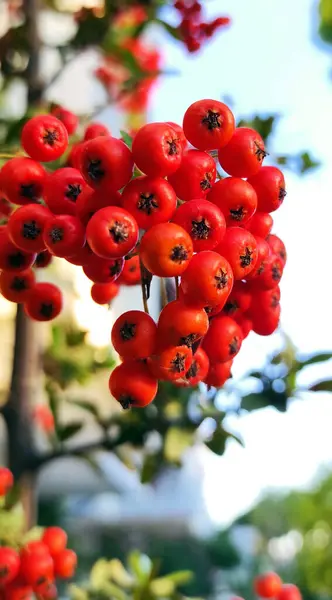 kırmızı meyveler bir ağaç dalında