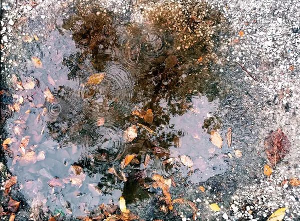 Göletteki sonbahar yaprağı