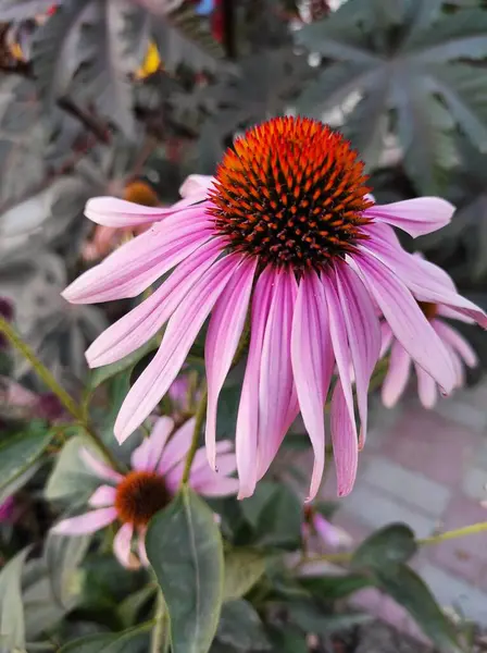 Bahçedeki güzel çiçekler