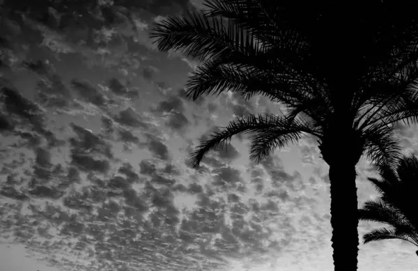 Bulutların arka planında palmiye ağaçlarından siluetler olan gece manzarası. Siyah beyaz fotoğraf