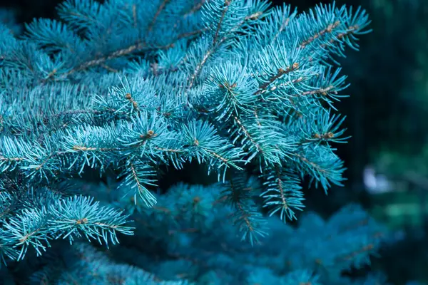 Mavi ladin kabarık dalları. Yeni yıl teması. Yakın plan. Metin için boşluk