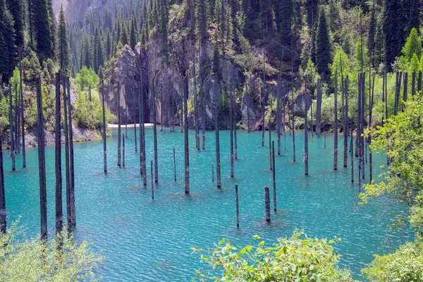Almaty bölgesindeki Kaindy Gölü, Kazakistan. Sudan yükselen köknar ağaçlarıyla benzersiz. Turizm ve dalgıçlık için eşsiz bir yer ve korunan