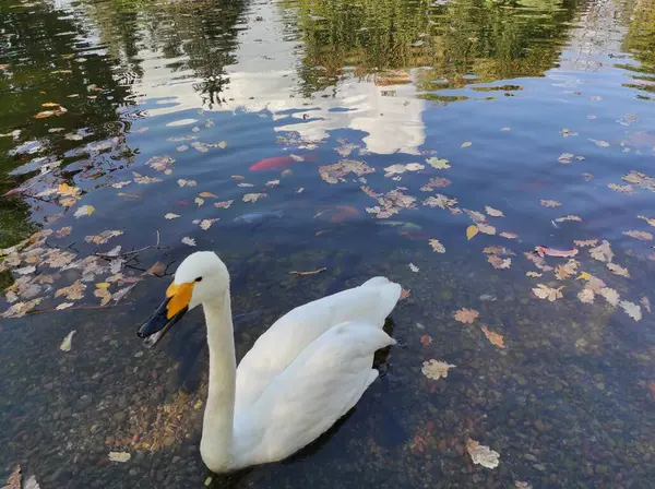Sonbaharda bir şehir parkında gündüz vakti gölette yüzen beyaz kuğu.