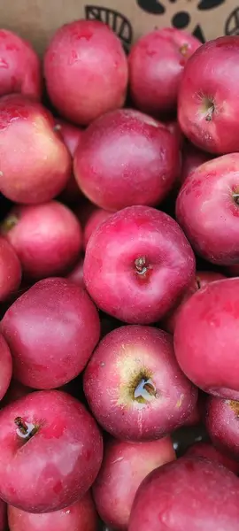 Yakın çekim için sandıkta kırmızı elma yığını. Sonbaharda hasat et. Organik meyveler