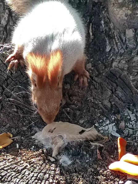 Sonbahar ormanında bir kırmızı sincap ağaç kütüğünde oturur ve yiyecek arar.